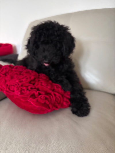 Chiot caniche royal pure race femelle 3 1/2 mois, View more