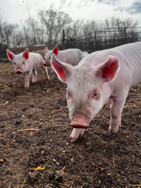 Weaners Piglets ready to go in May