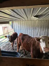 2 Cows for sale
