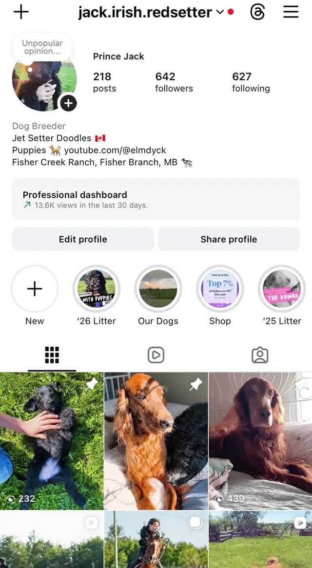Jet Setter Doodles — Irishdoodle Puppies in Dogs & Puppies for Rehoming in Winnipeg - Image 11