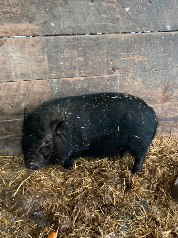 Pair of Pigs in Livestock in Renfrew