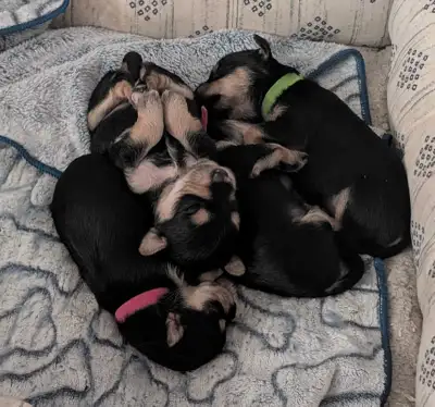 Yorkie/Miniature Schnauzer puppies for sale, View more