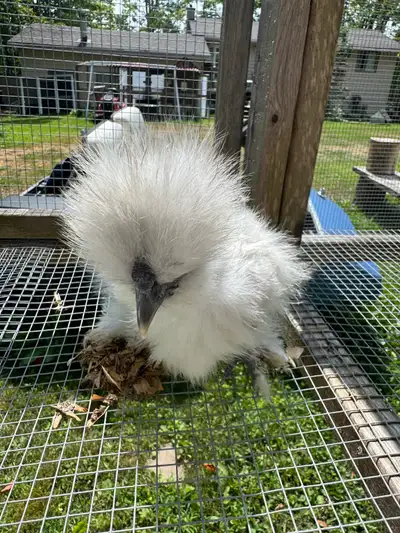 lavender silkie cockerel , View more