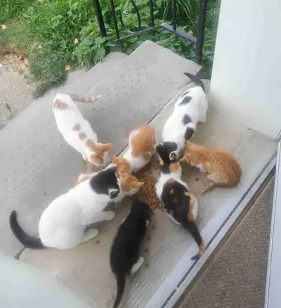FourKittens, View more