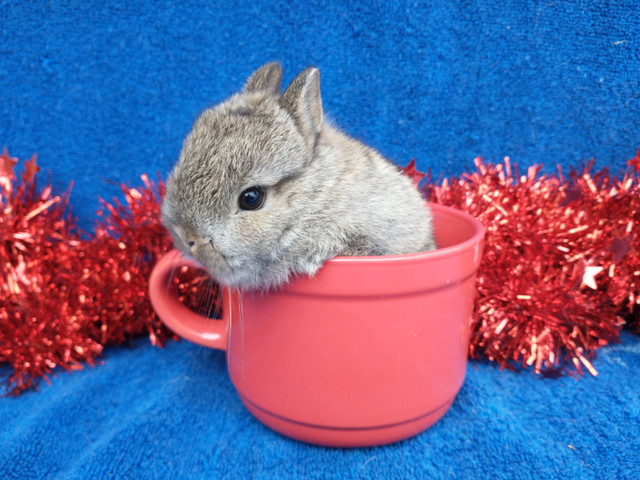 EXTRAORDINARY Netherland dwarf, Holland LIONHEAD, Mini rex bunny in Small Animals for Rehoming in Kingston - Image 3