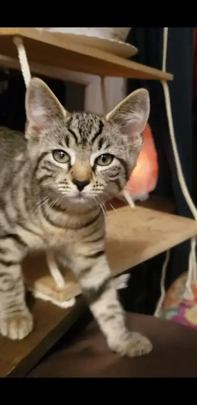 Kittens Ready for Adoption!, View more