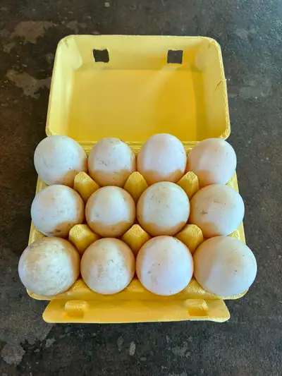 Welsh Harlequin x Pekin hatching eggs, View more