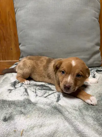 Australian Shepherd x Collie Puppies, View more