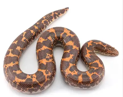 Looking for a sand boa! Open to two! I do want to stay under $100 or open to all type more for 2 but...