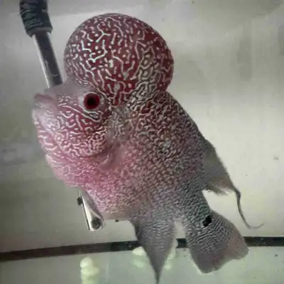 Flowerhorn, View more