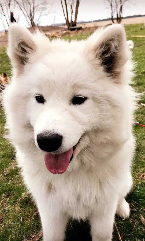 Adorable Purebread Male Samoyed. 8 wks June 20 in Dogs & Puppies for Rehoming in Leamington - Image 10