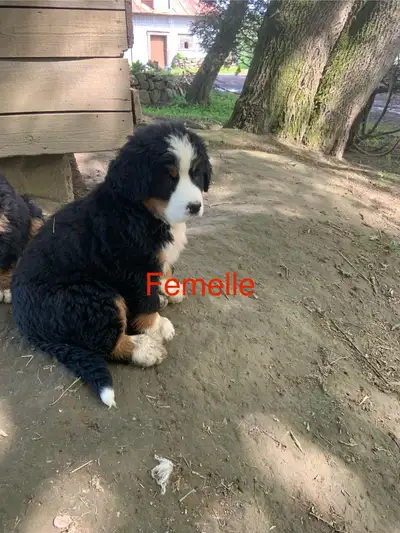 Il me reste 1 femelle chiot bouvier bernois prête pour sa nouvelle famille . Elle est née le 1 avril...