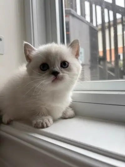 Munchkin Kitten, View more