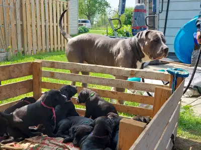We have 11 mastiff pups for sale mother on site father is also available to see there being leashed...