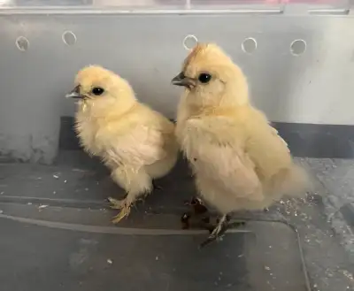 silkie chicks , View more
