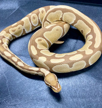 Female Ultramel Ball Python