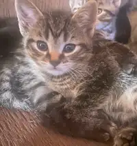 Sweet kittens!