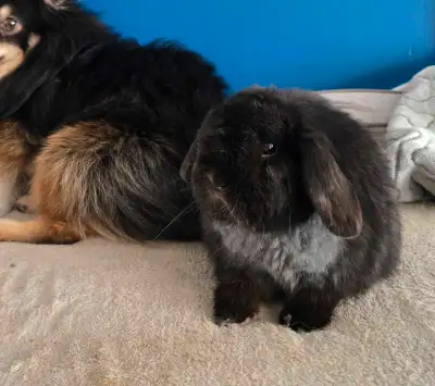 FREE DELIVERY IN WHITBY JUNE 6TH FOR RESERVED ANIMAL Black male 6 months old NEUTERED Very small, 2....