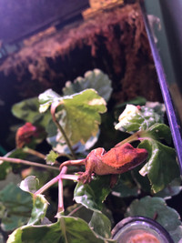 Crested Gecko Hatchlings for sale!