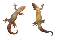 Baby Yellow-Bellied Mourning Geckos! (World's CUTEST Geckos)