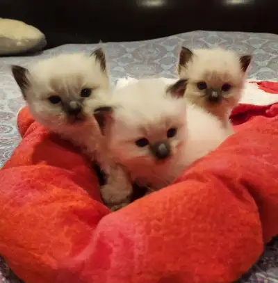Beautiful Purebred Ragdoll kittens ❤️, View more
