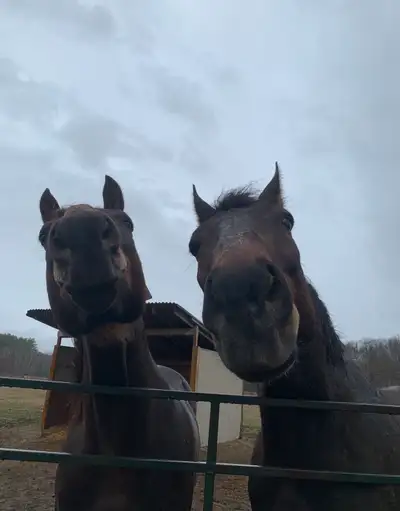 ISO horse for free lease , View more