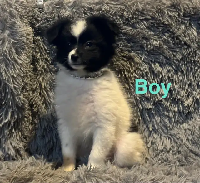 Pomeranian x Shih Tzu puppies in Dogs & Puppies for Rehoming in Strathcona County - Image 8