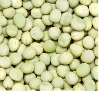 Green Pea CDC Forest green pea Good stand ability - the best on the market for a green pea Highest y...