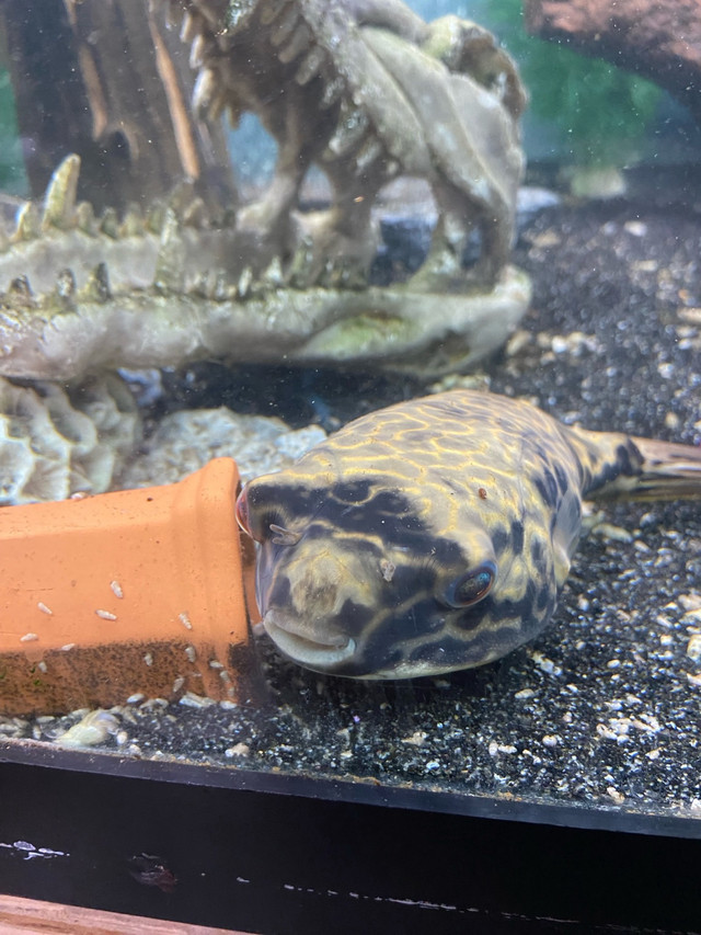 MBU puffer for sale  in Fish for Rehoming in London