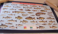 HUGE Poster of Fish Species; Swiss; from WWF.  36 x 23 inches