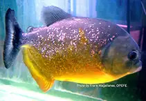 wanted juvenile piraya, caribe ternetzi piranhas, View more