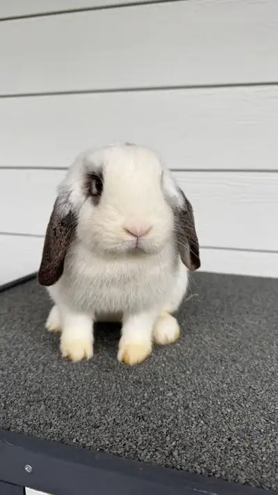Handraised Holland Lop Bunnies, View more