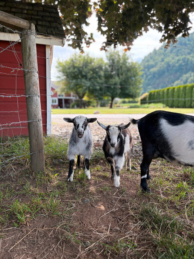 Nigerian Dwarf Goat Wethers in Livestock in Chilliwack