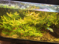 Aquarium plants- red ramshorn snail friendly