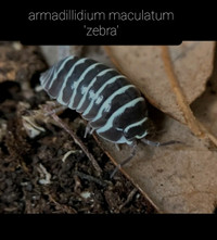 Armadillidium maculatum 'zebra'(15)