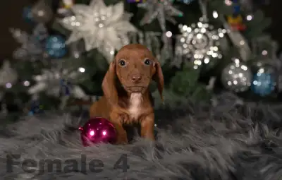 Mini Dachshund Puppies, View more