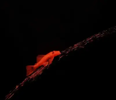 Super red bristlenose plecos , View more