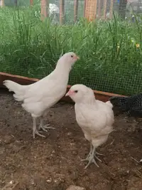 SOLD White Ameraucana