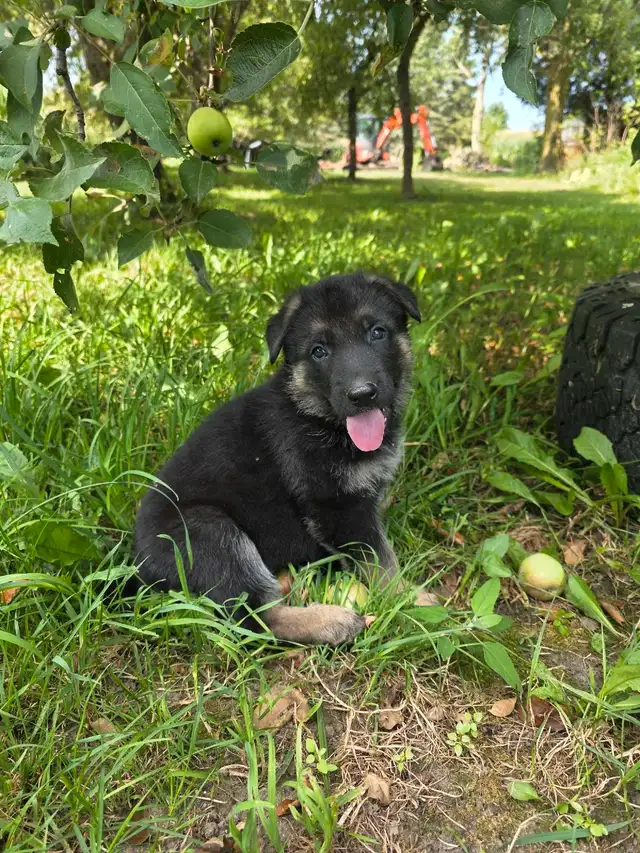 Sable German Shepherd Puppies - Loyal, Smart, Stunning in Dogs & Puppies for Rehoming in Owen Sound - Image 3