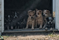 Pure bred Australian Cattle Dog
