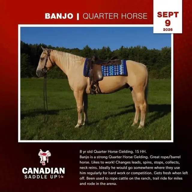 Broke Horses For Sale in Horses & Ponies for Rehoming in Owen Sound - Image 3