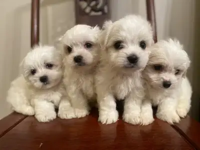 Maltese puppies, View more