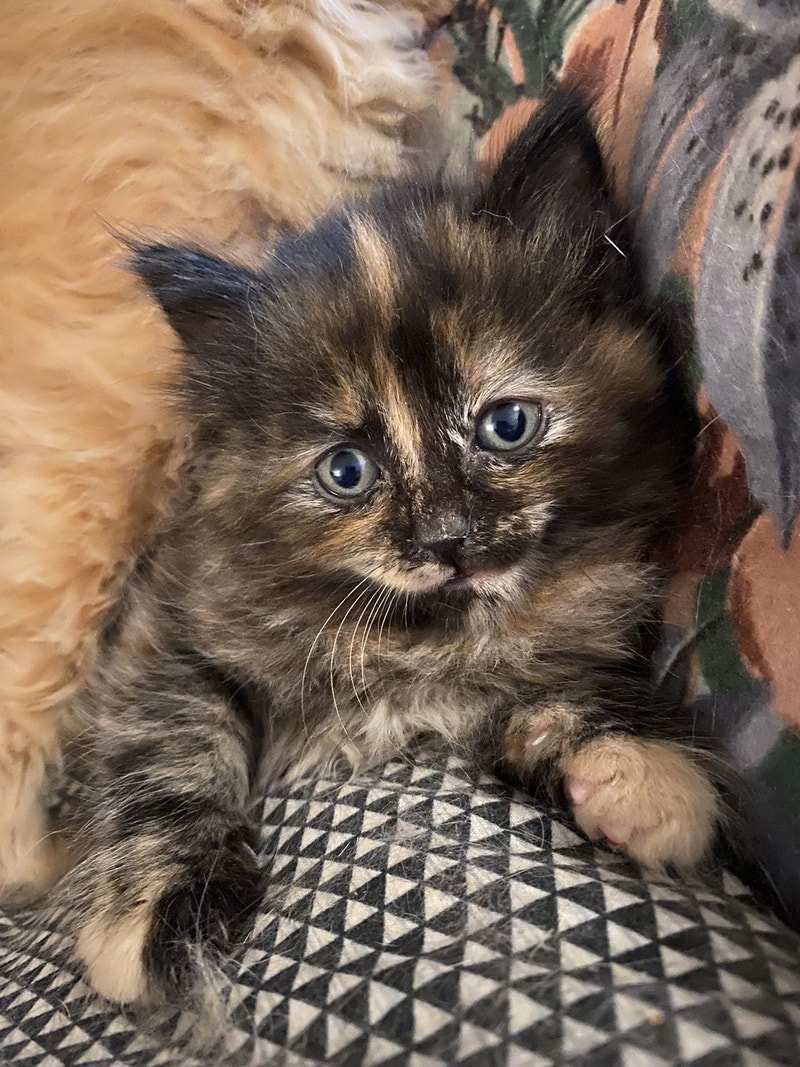 Maine coon kitten ready to go home now! Cats & Kittens for Rehoming