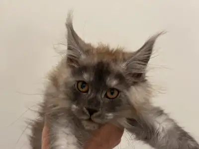 Mainecoon pure race Élevage de plusieurs générations avec historique génétique ! Mâle et femelle dis...