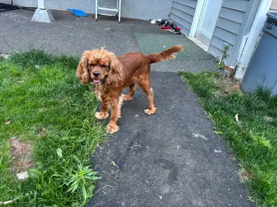 CAVALIER COKER SPANIEL & KING CHARLES CAVALIER, View more