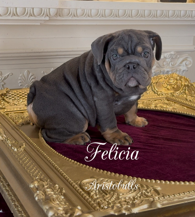 bulldogue Anglais/English Bulldogs dans Chiens et chiots à adopter  à Ouest de l’Île
