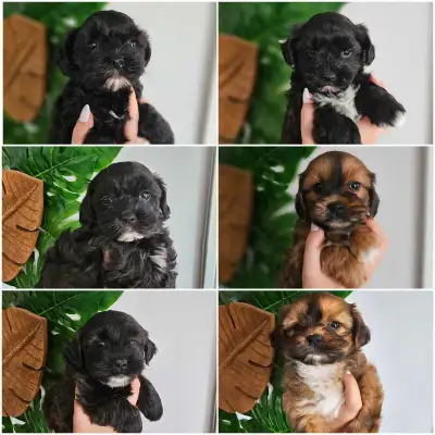 Beautiful Shihpoo Puppies for Sale, View more
