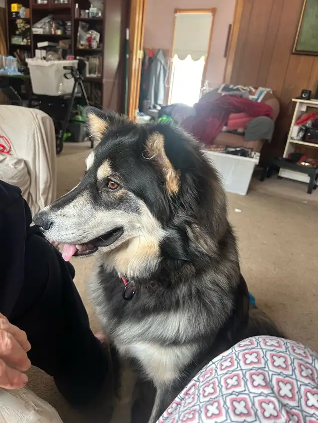 Lost Siberian Husky, wearing Red Collar, friendly. Not tags . in Lost & Found in Winnipeg - Image 3