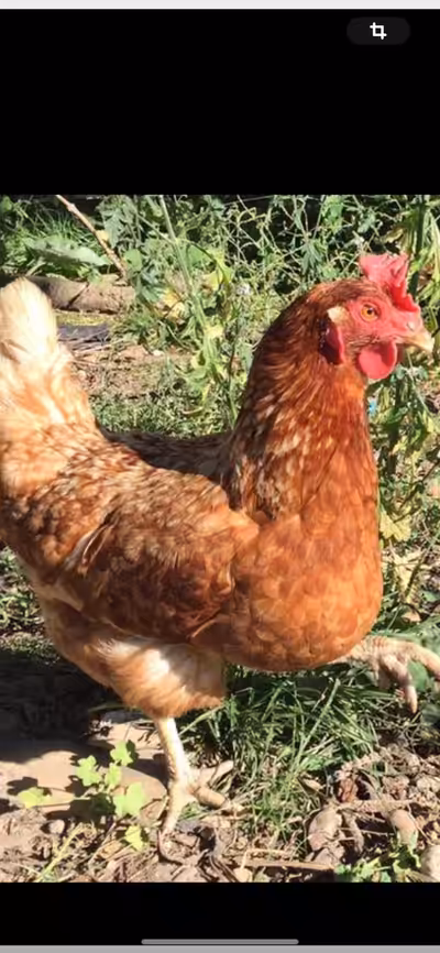 Poules début pontent