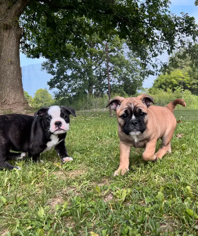 English Bulldog, Olde English Bulldogge mix in Dogs & Puppies for Rehoming in Norfolk County - Image 8